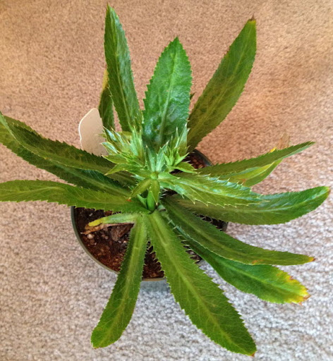 Cây Mùi tàu. Eryngium foetidum L. - Cây Thuốc Nam Quanh Ta